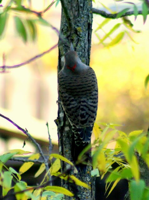 Northern Flicker (Yellow-shafted x Red-shafted) - ML652687728