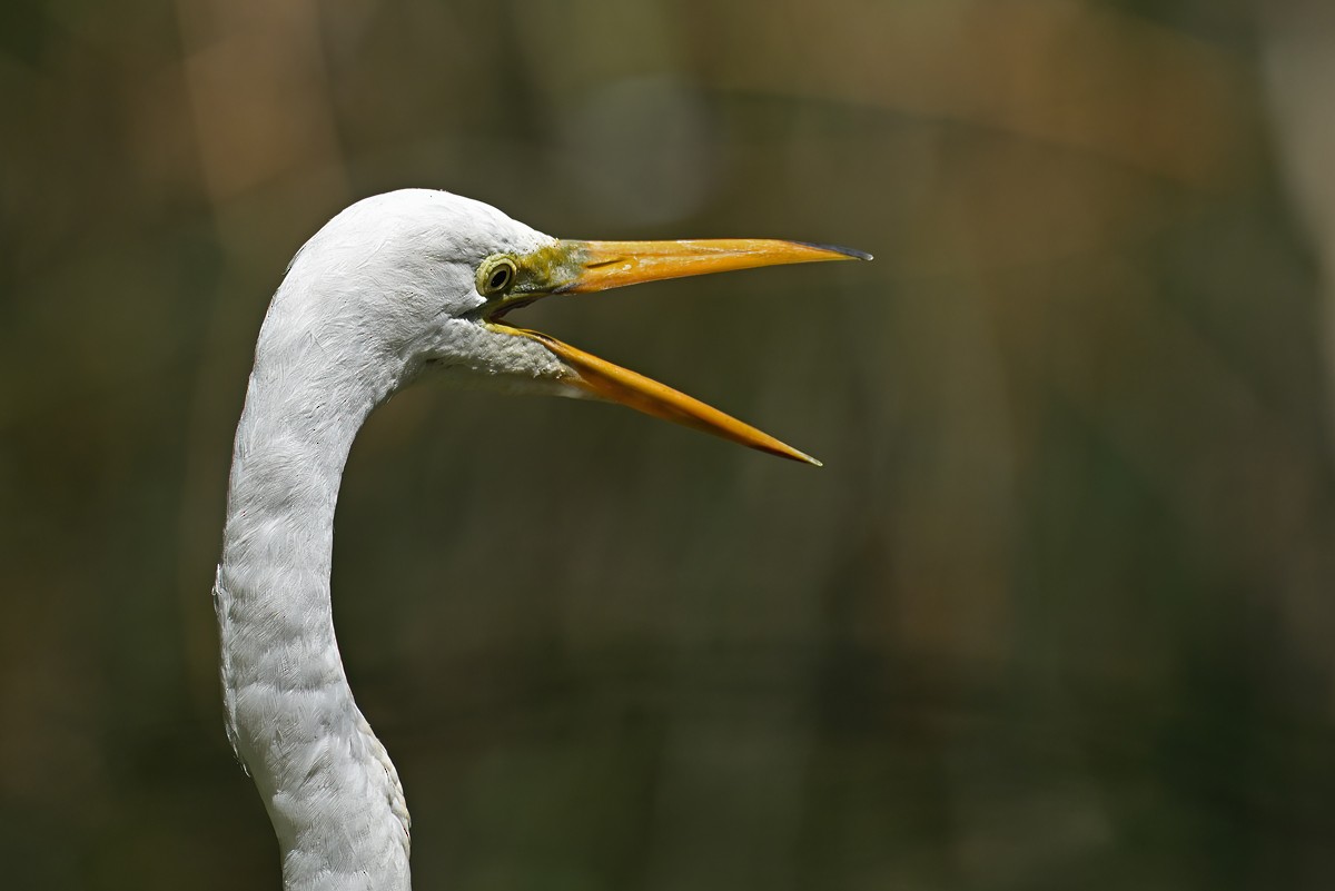 Garceta Grande - ML652688063