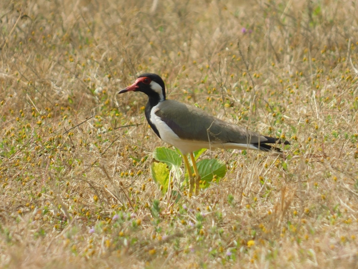 Red-wattled Lapwing - ML652688191