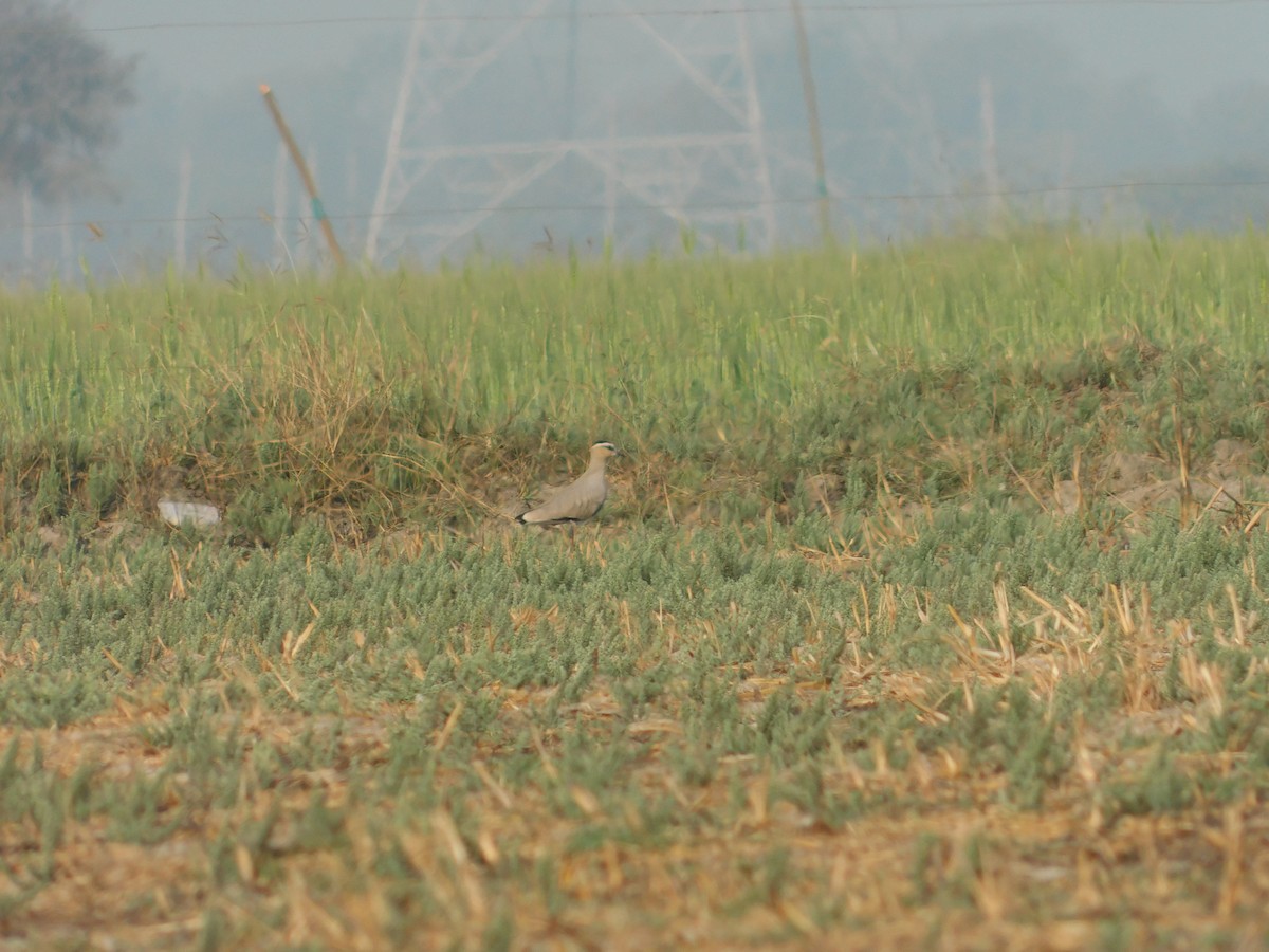 Sociable Lapwing - ML652688192