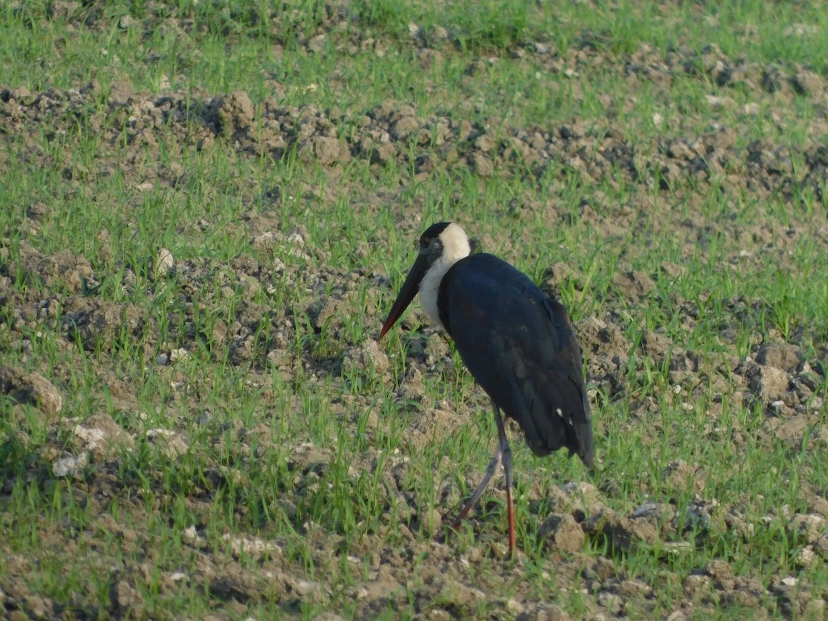 Asian Woolly-necked Stork - ML652688199