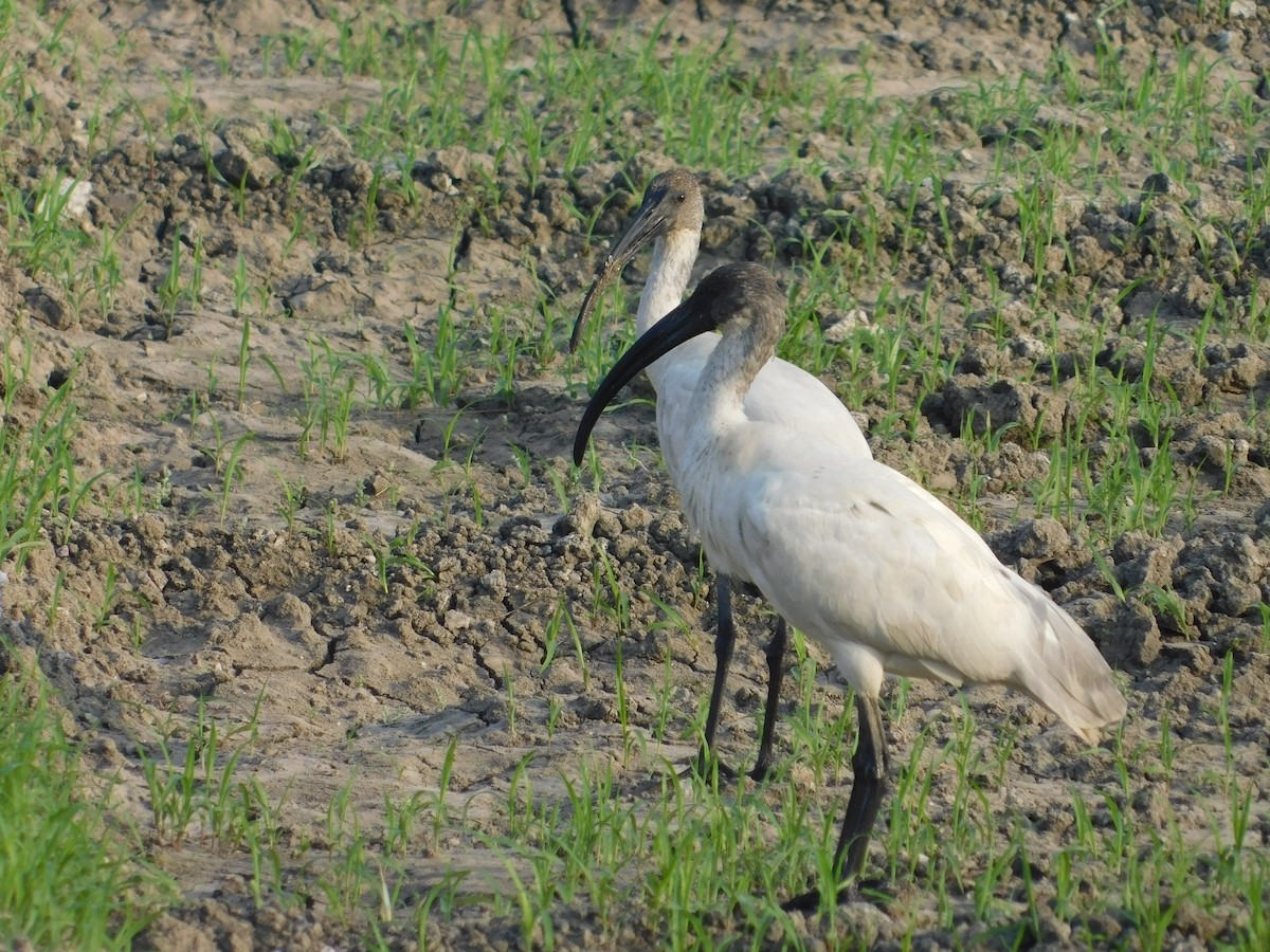 黑頭白䴉 - ML652688203