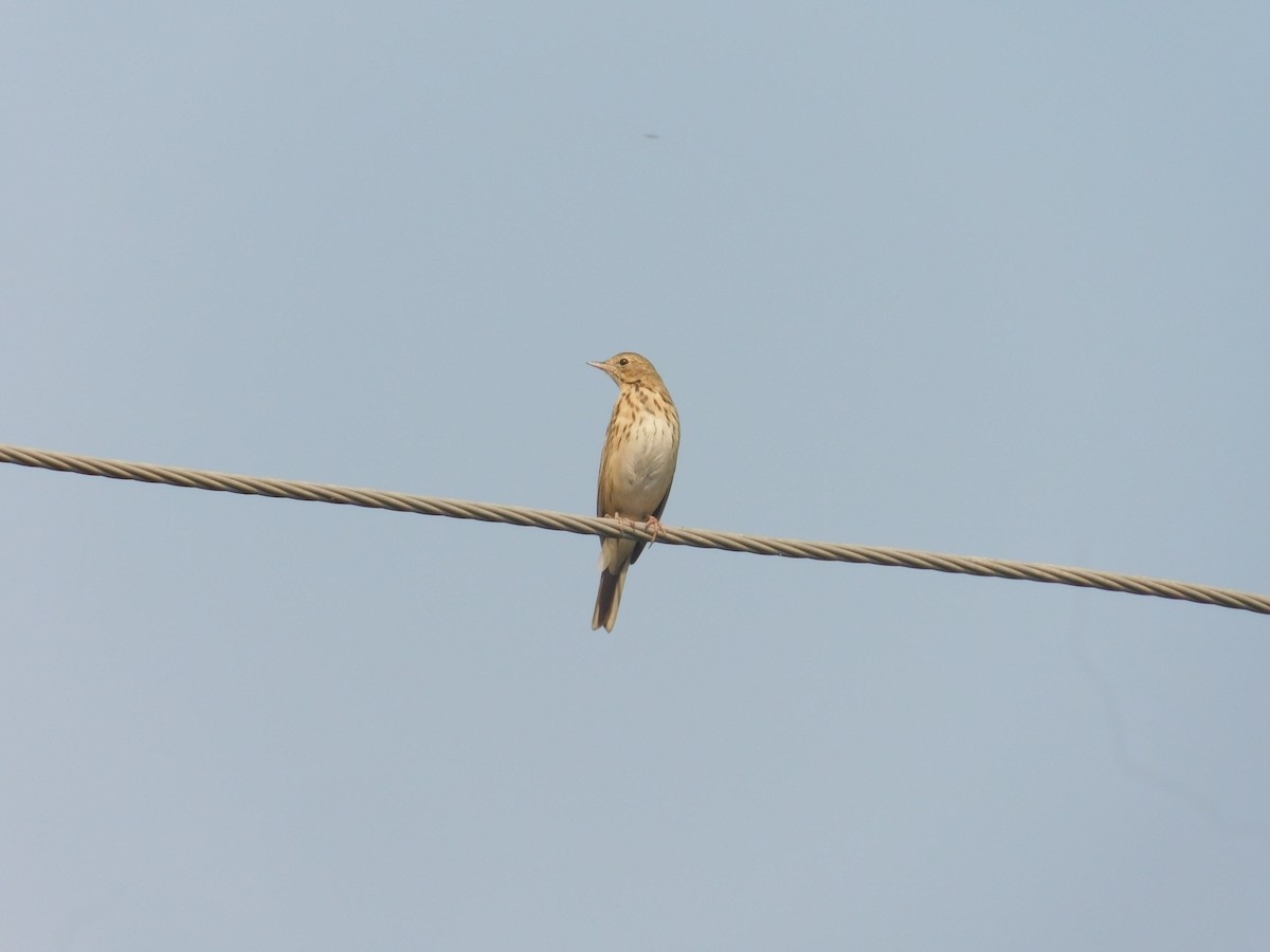 林鷚 - ML652688204