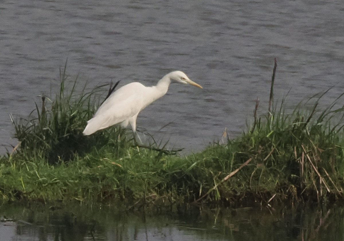 Garceta Grande - ML652688217