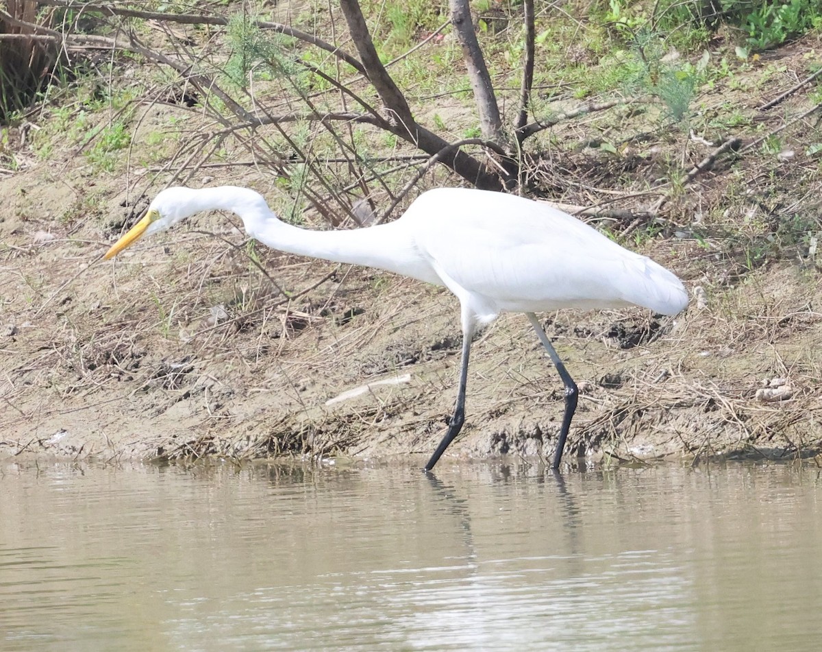 Garceta Grande - ML652688228