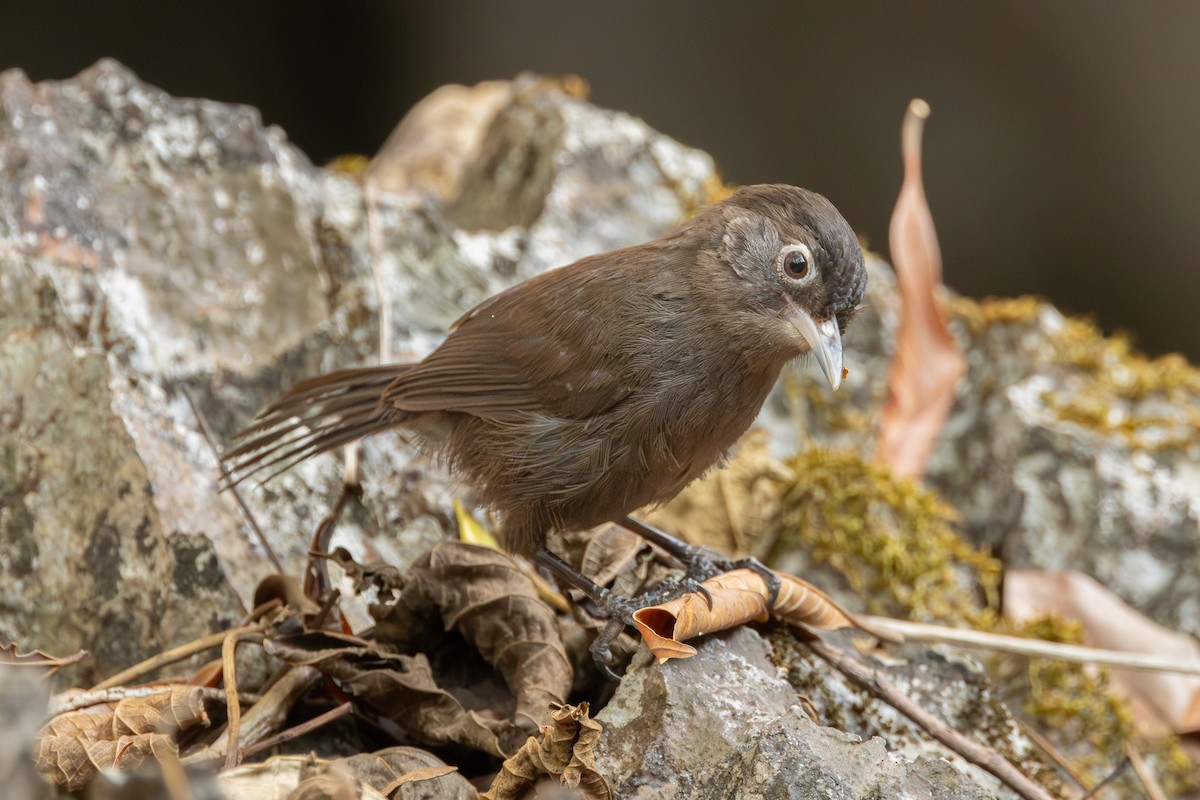 Sooty Babbler - ML652688378