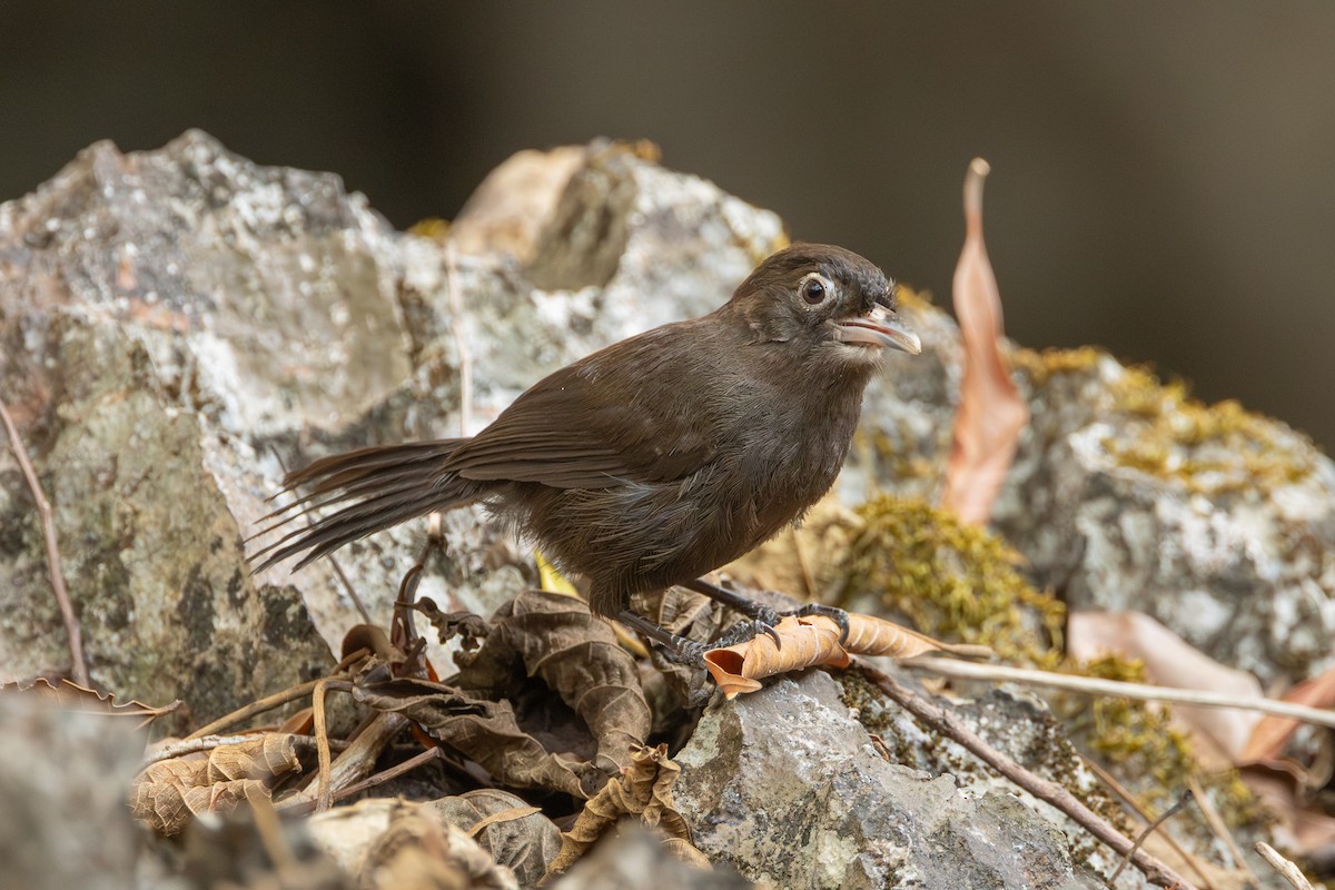 Sooty Babbler - ML652688379