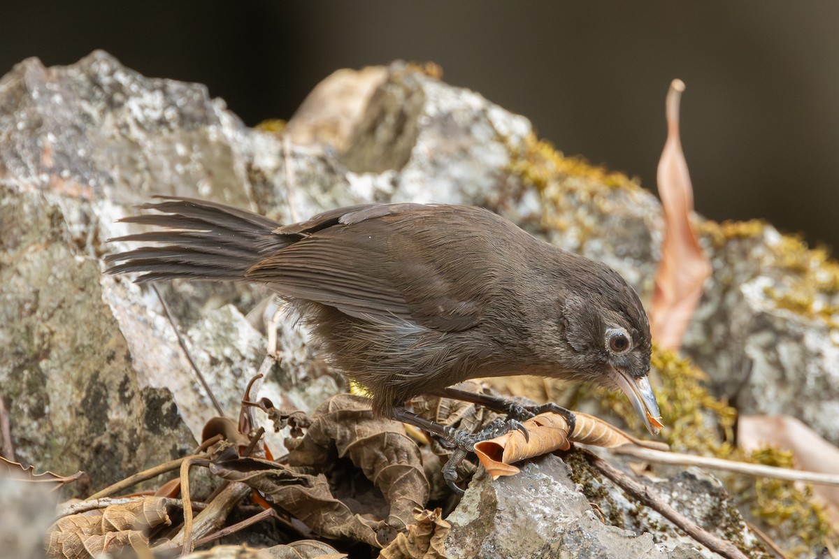 Sooty Babbler - ML652688380