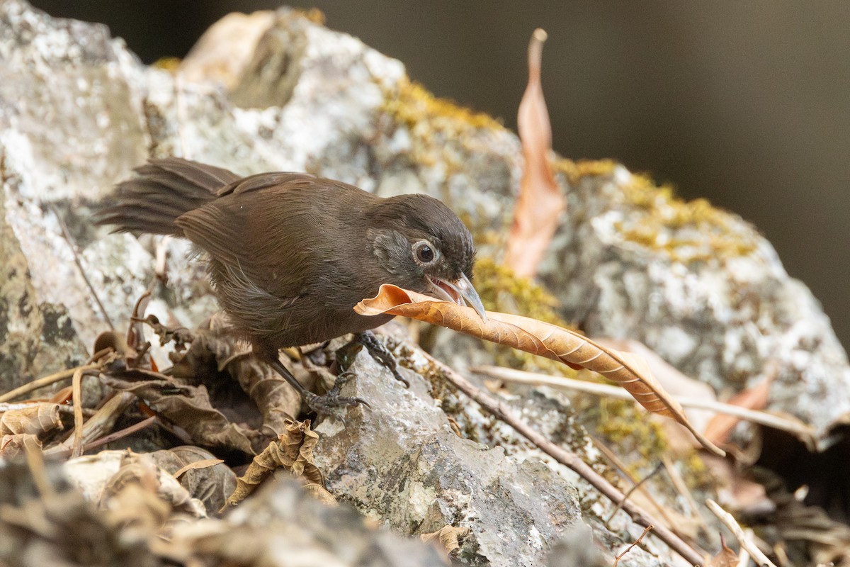 Sooty Babbler - ML652688382