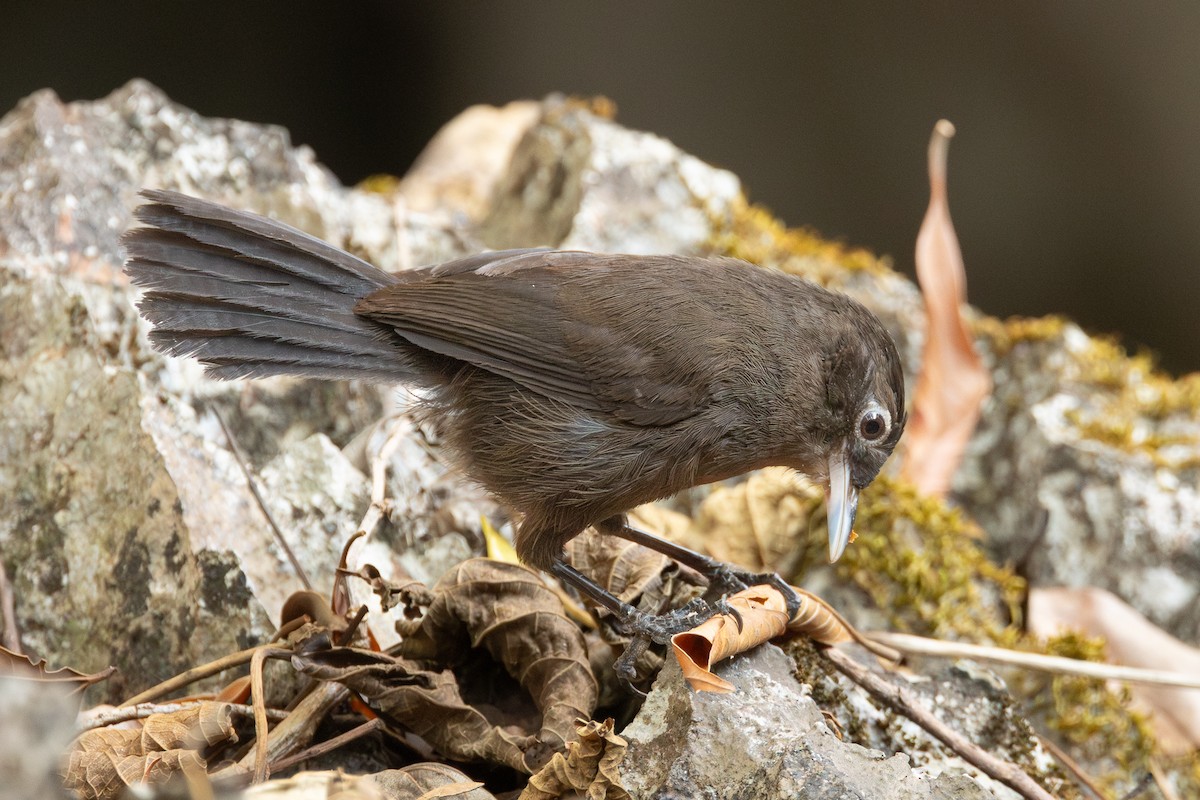 Sooty Babbler - ML652688383