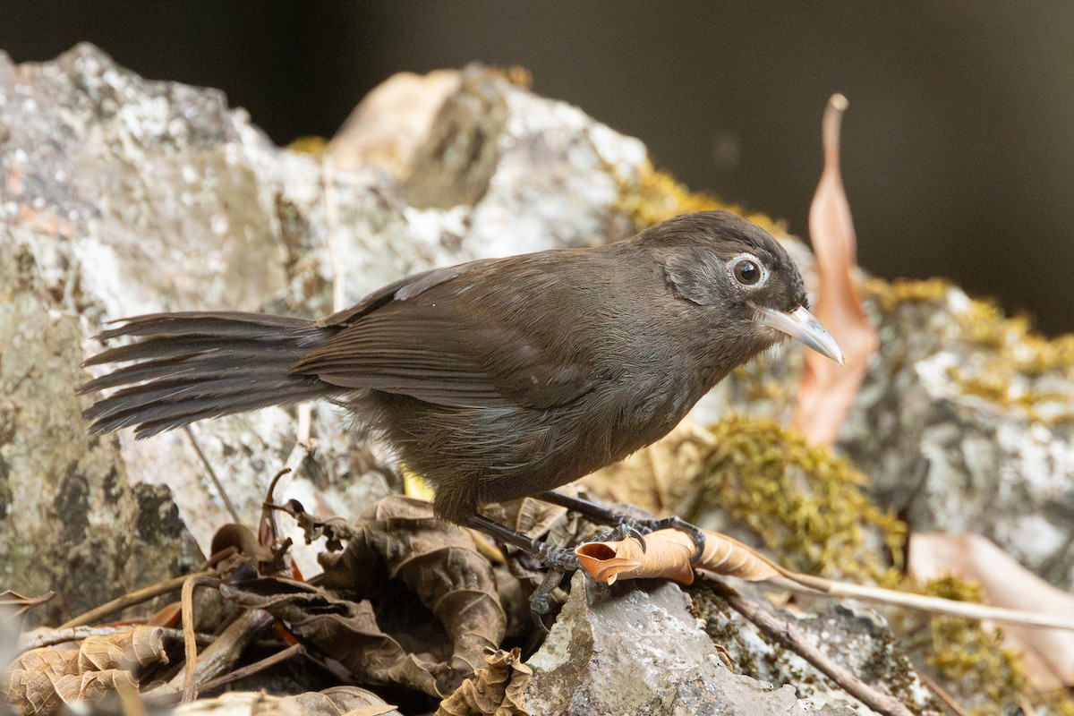 Sooty Babbler - ML652688384