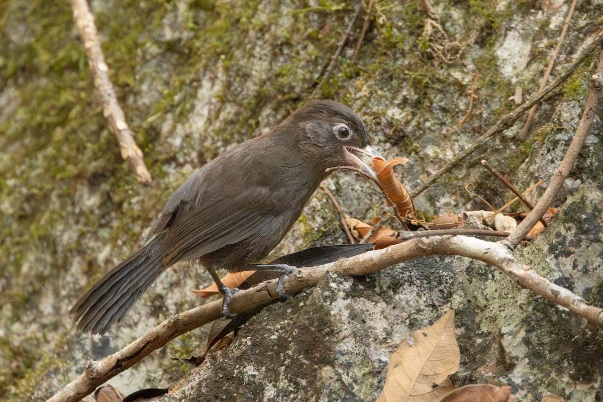 Sooty Babbler - ML652688385