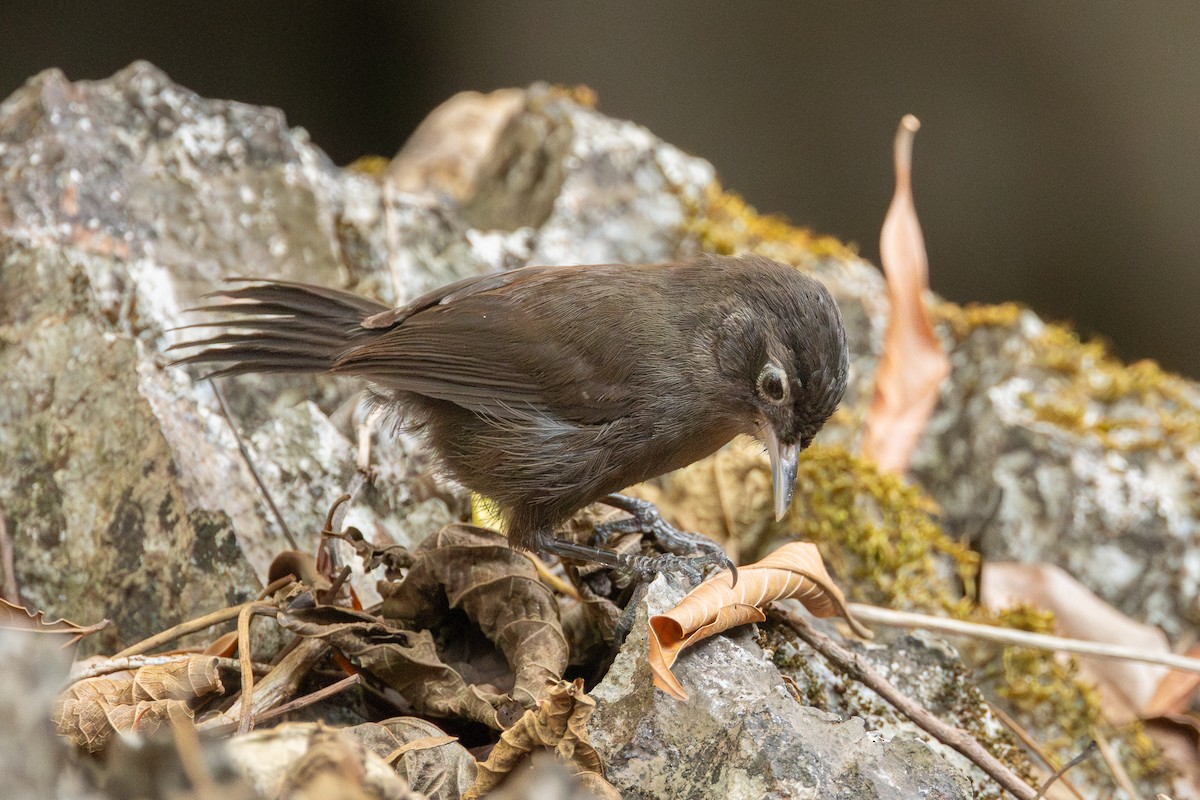 Sooty Babbler - ML652688386