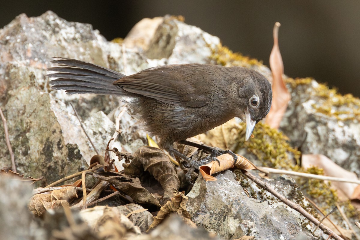 Sooty Babbler - ML652688387