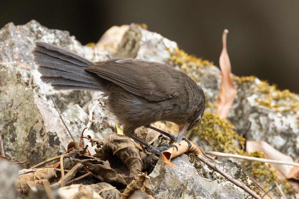 Sooty Babbler - ML652688388