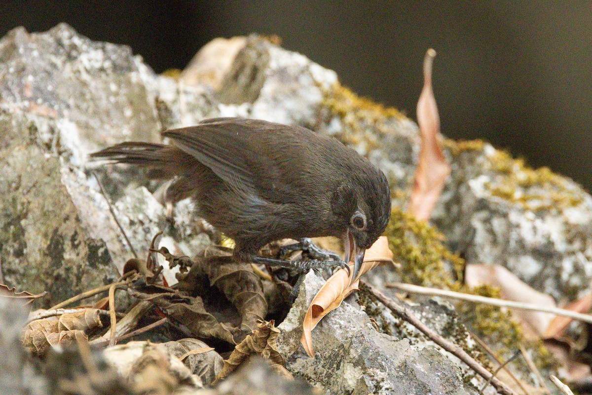 Sooty Babbler - ML652688389