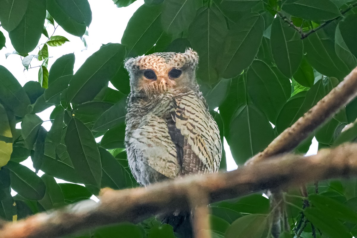 Spot-bellied Eagle-Owl - ML652688466