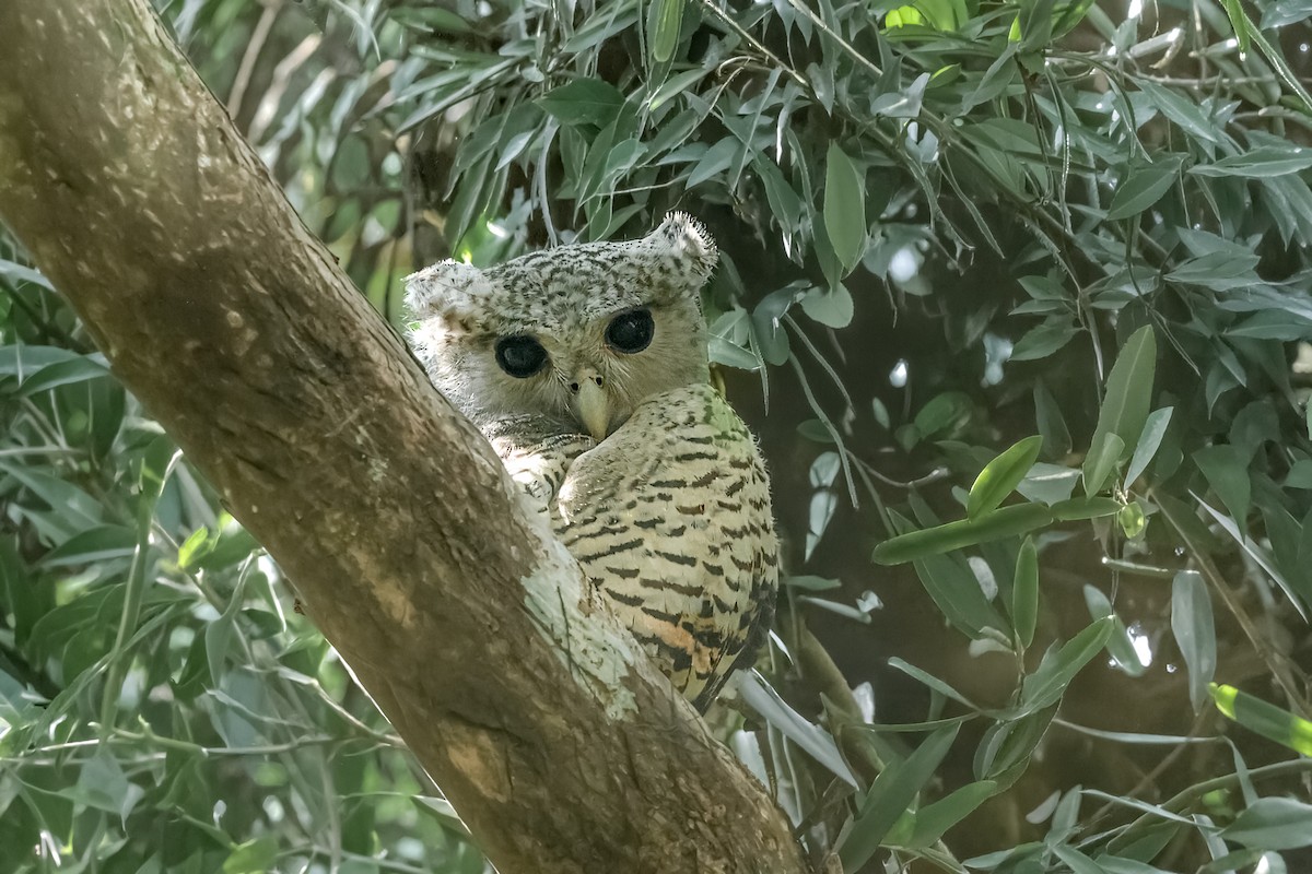 Spot-bellied Eagle-Owl - ML652688467