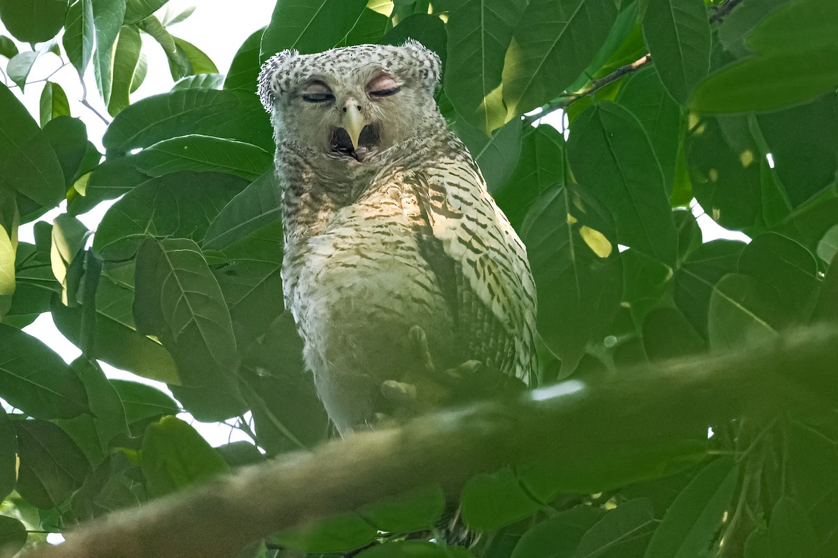 Spot-bellied Eagle-Owl - ML652688468