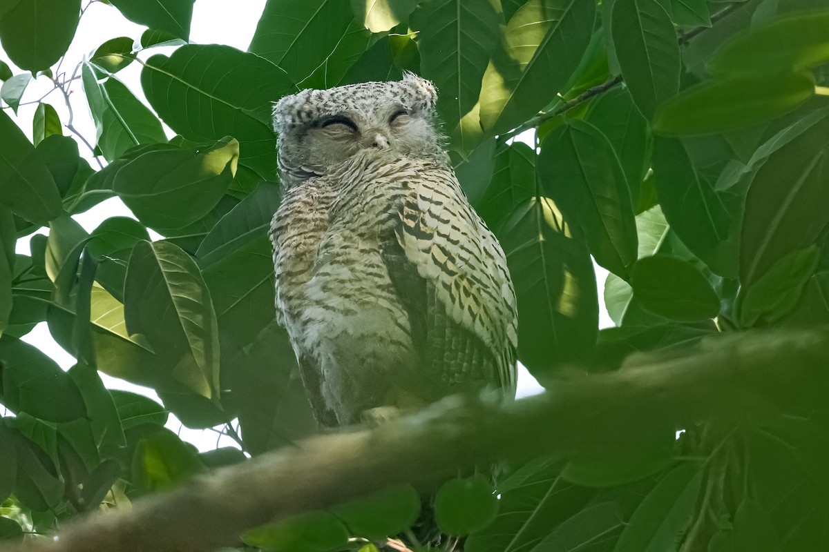 Spot-bellied Eagle-Owl - ML652688469