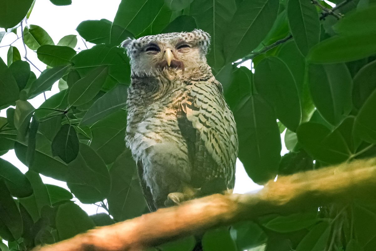 Spot-bellied Eagle-Owl - ML652688470