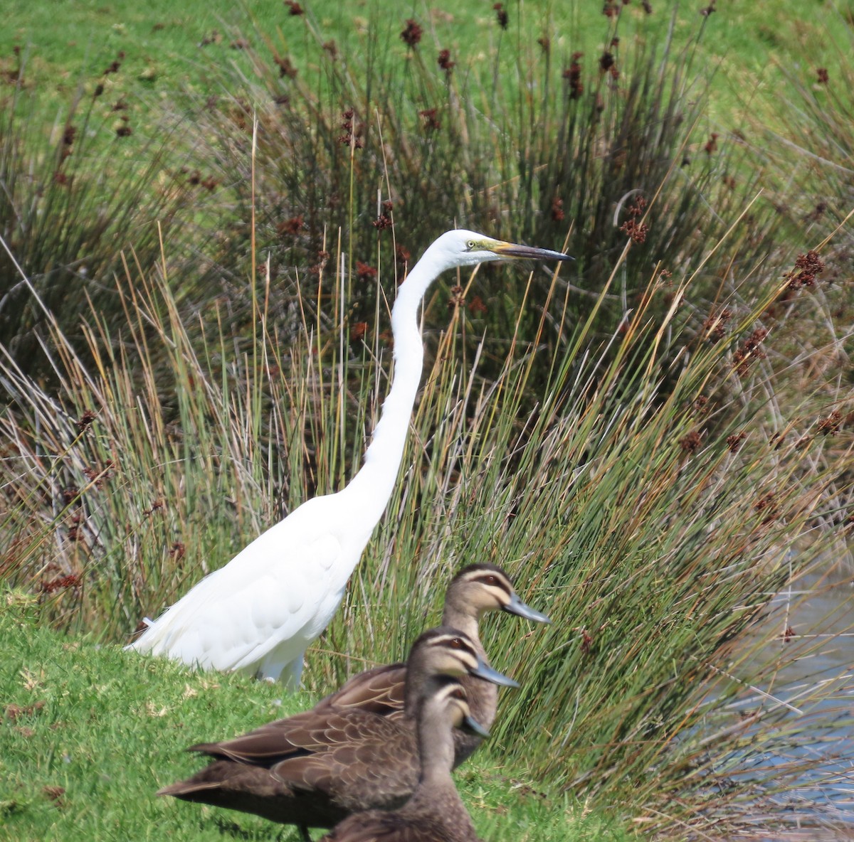 Garceta Grande - ML652688518