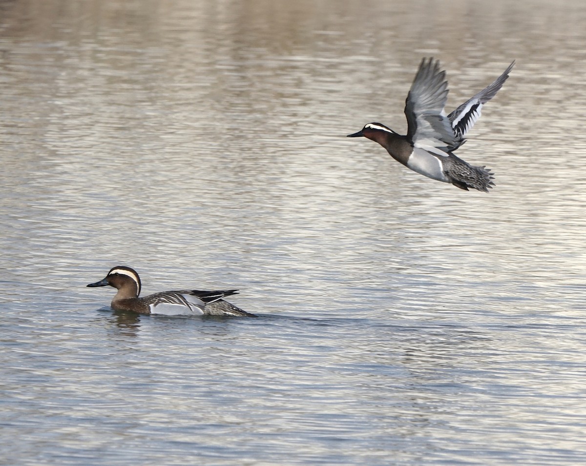 knekkand - ML652688638