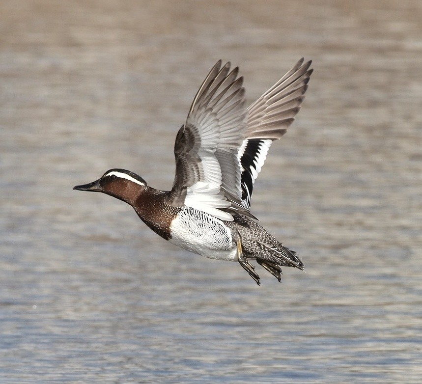 knekkand - ML652688642