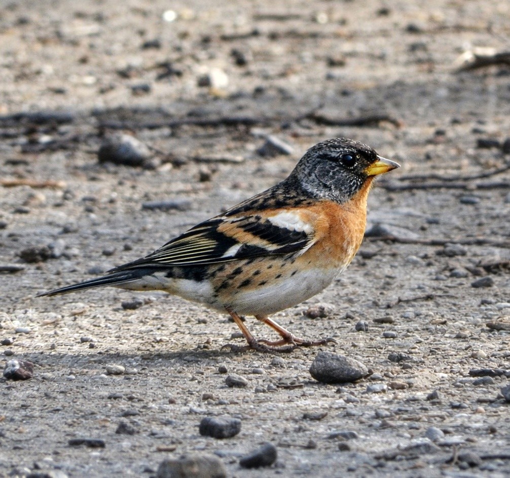 bjørkefink - ML652688648