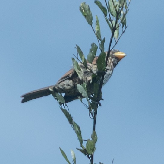 tykknebbvever - ML652688690