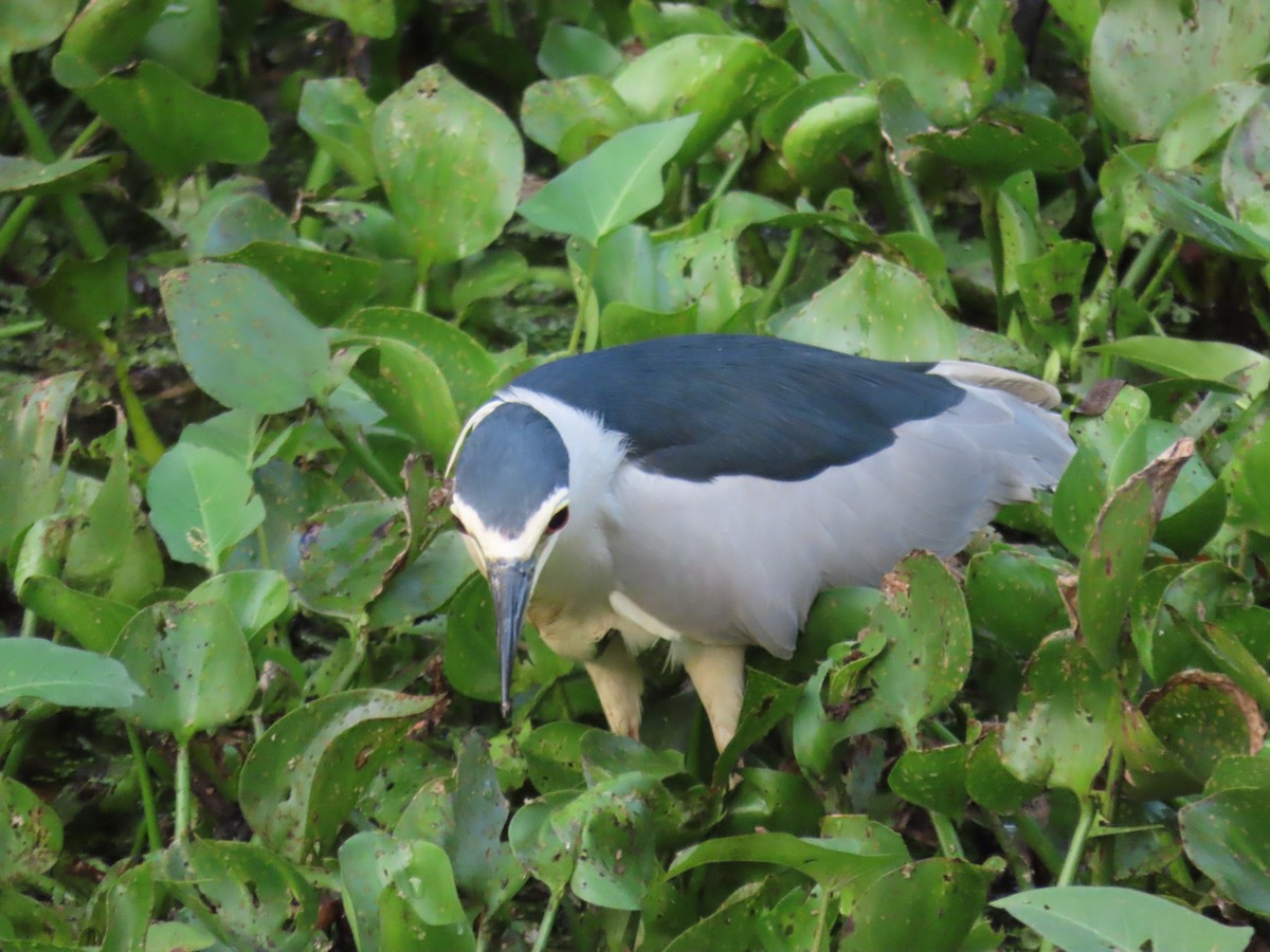 Ногоовор зашин - ML652688703