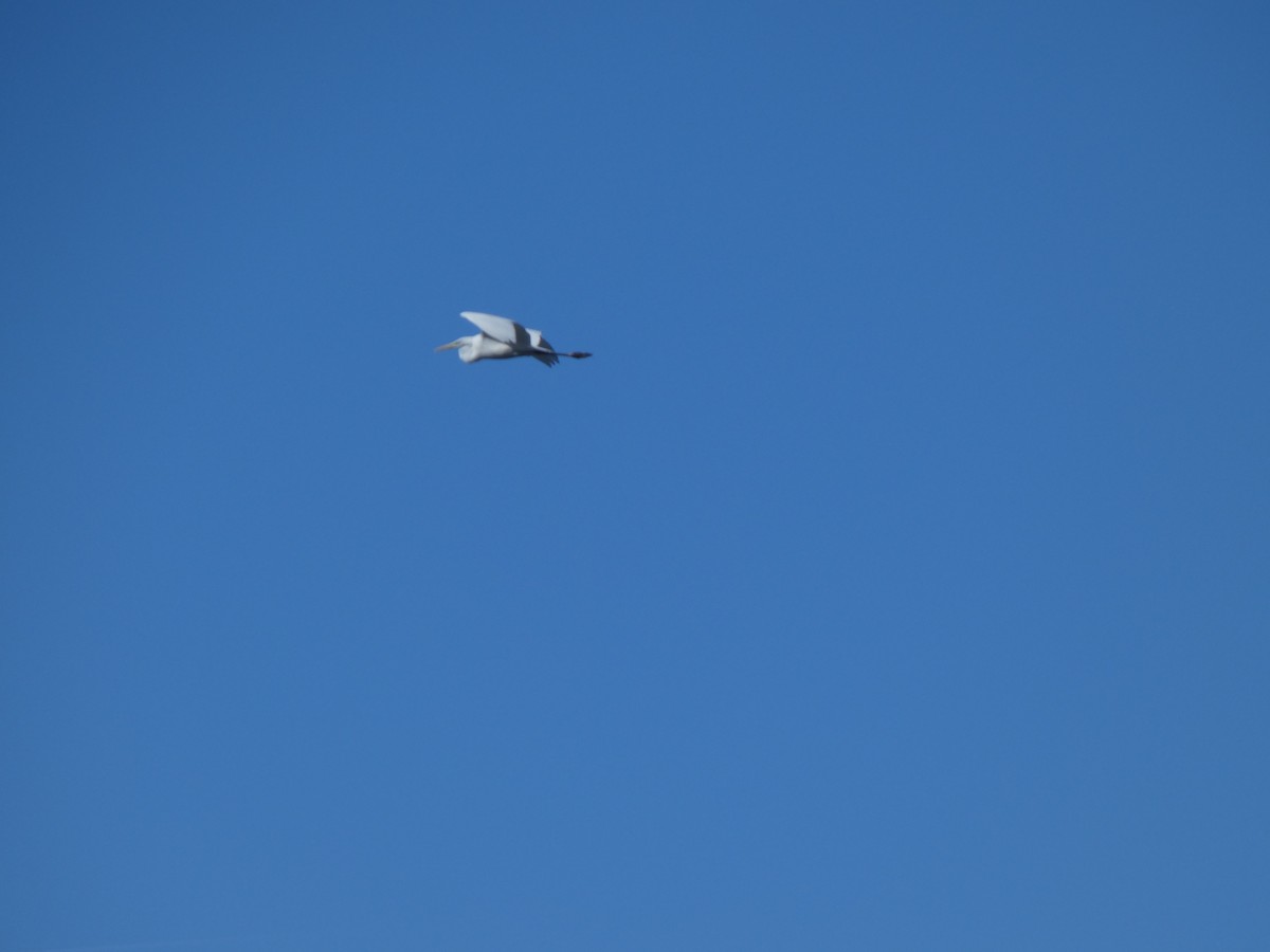 Garceta Grande - ML652688736