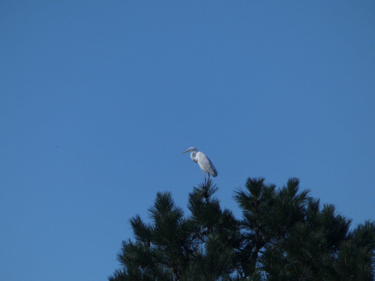 Garceta Grande - ML652688737