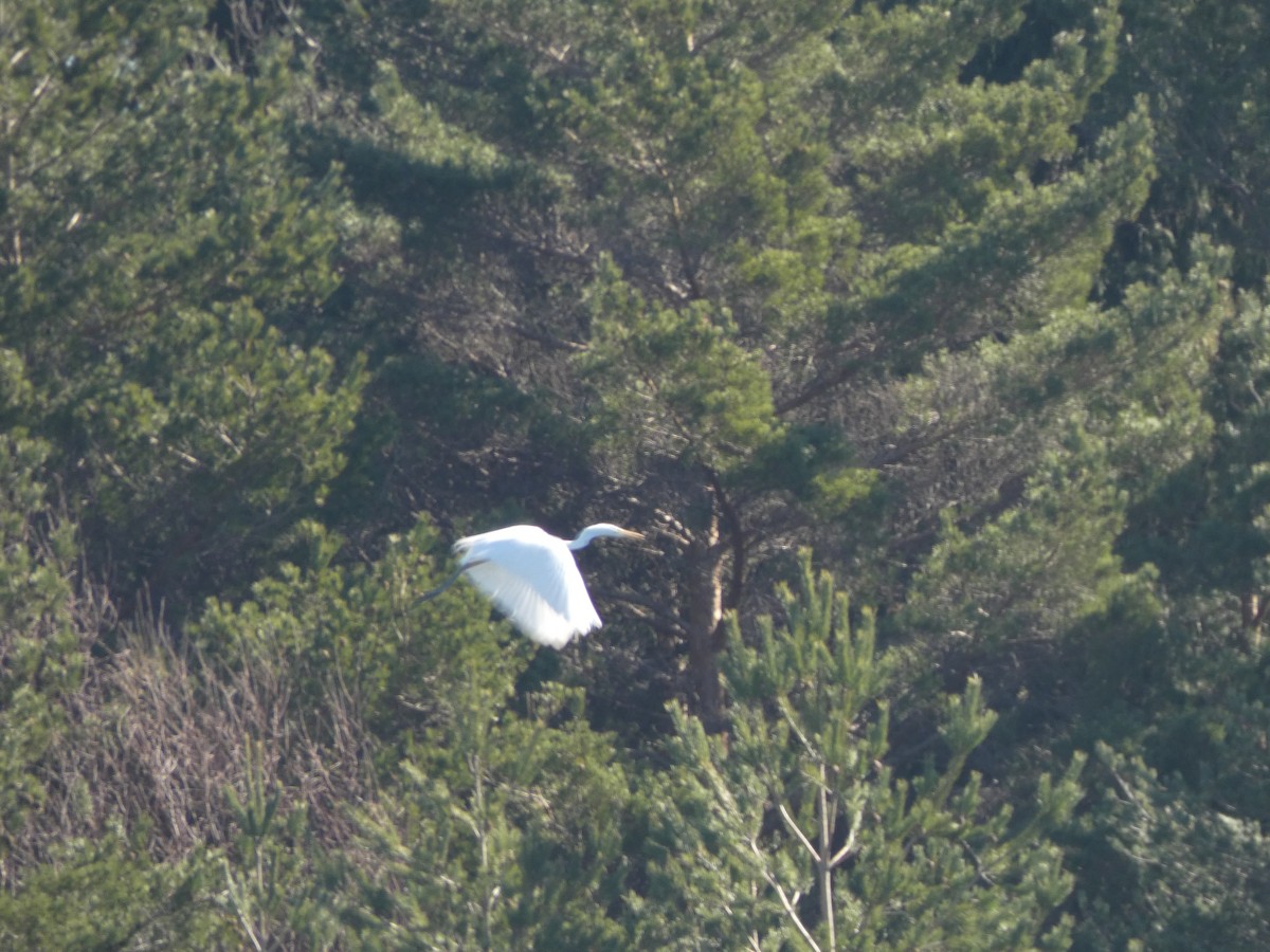 Garceta Grande - ML652688738