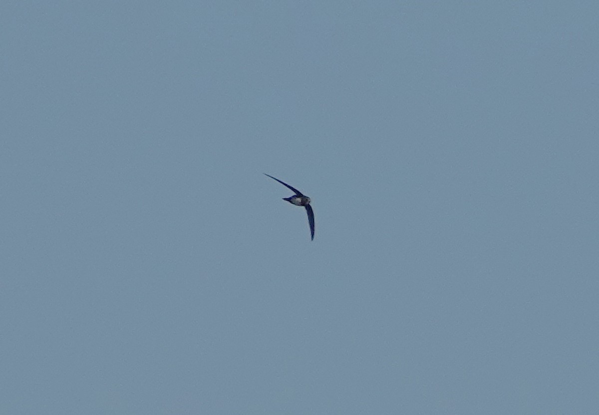 סיס הרים - ML652688742