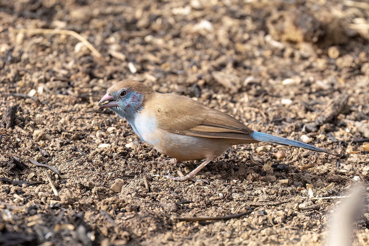 Cordonbleu à joues rouges - ML652688753