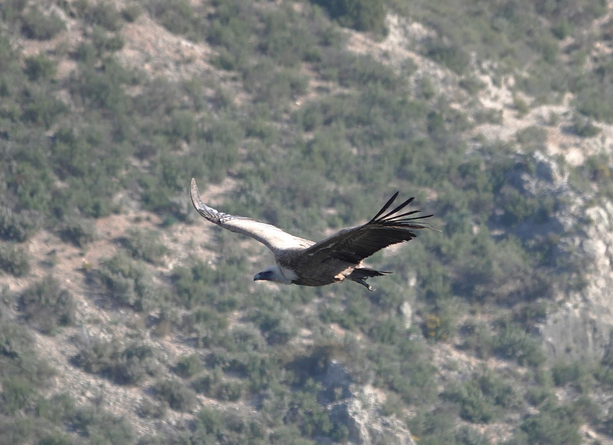 נשר מקראי - ML652688772
