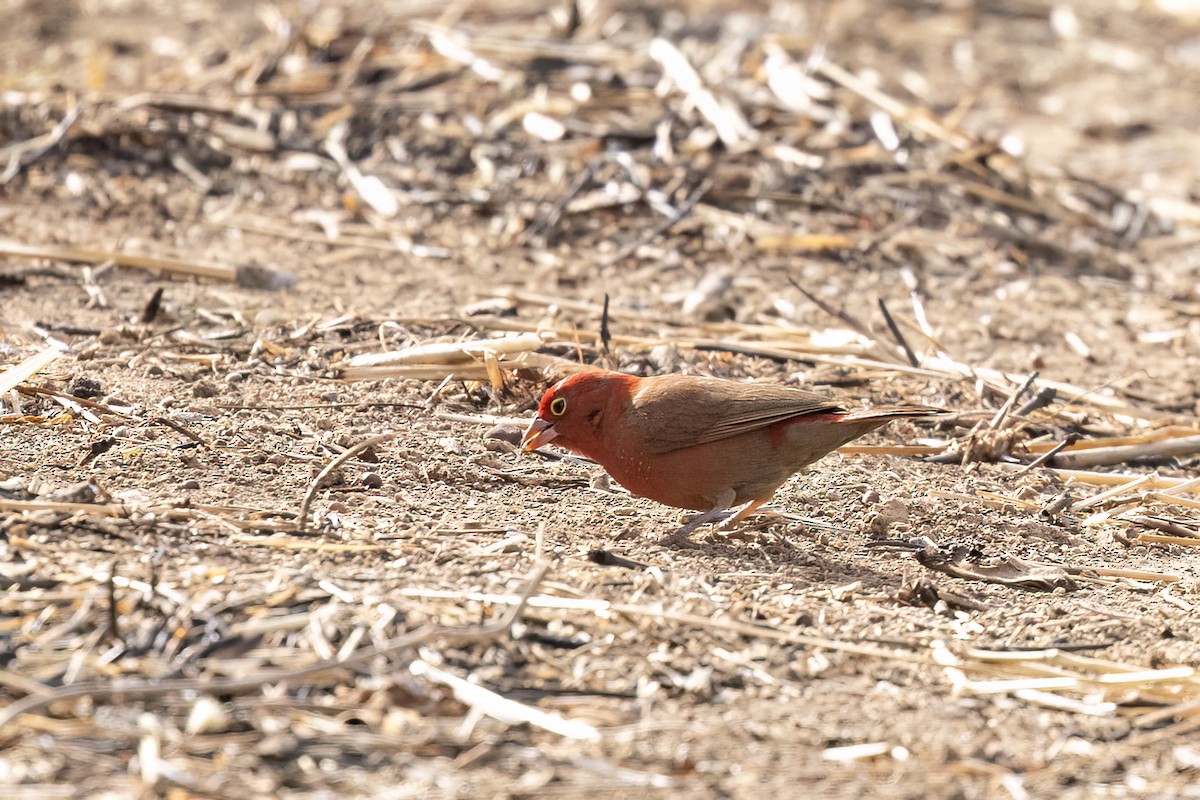 Amarante du Sénégal - ML652688774