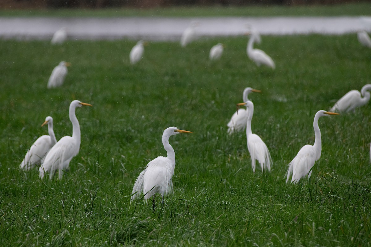 Garceta Grande - ML652688776