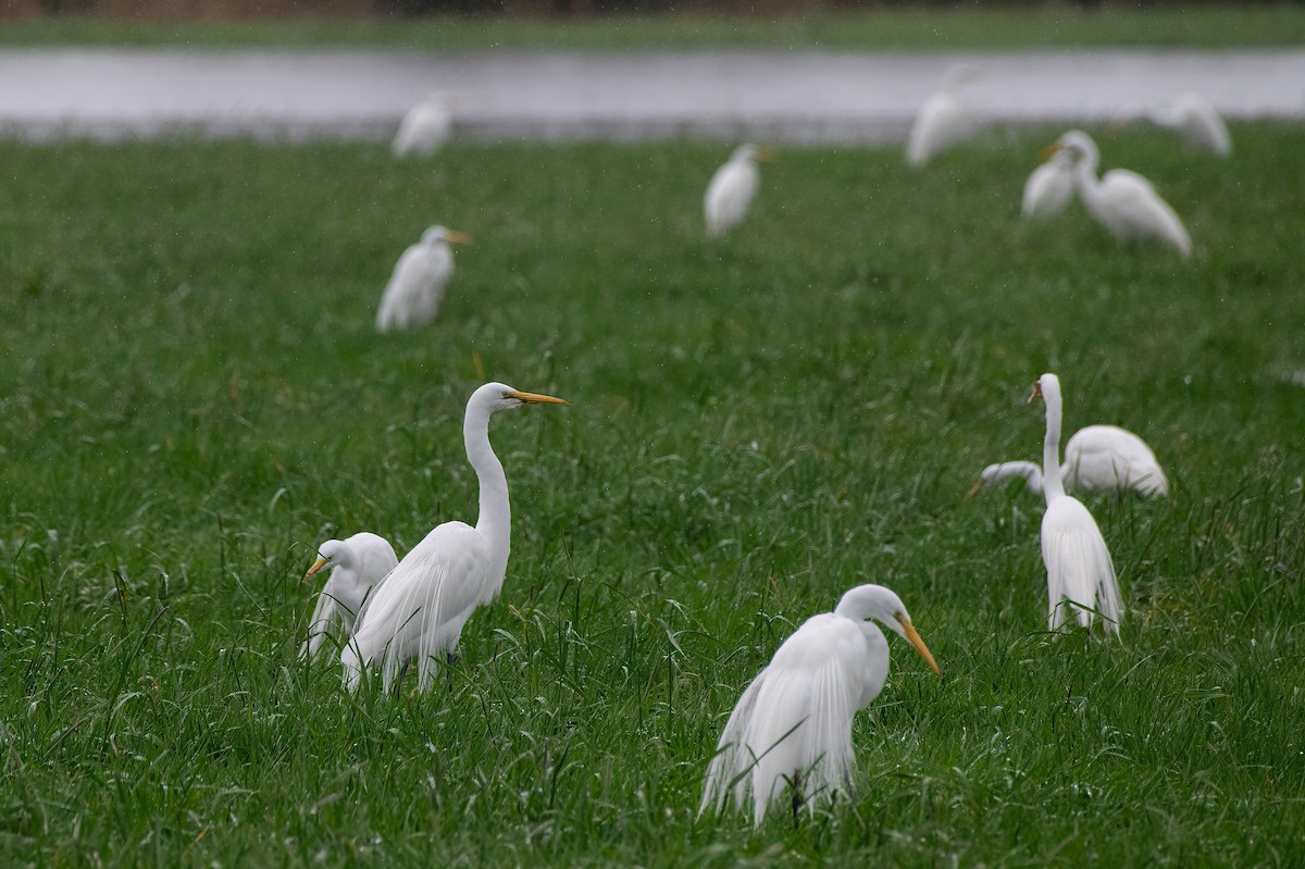 Garceta Grande - ML652688777