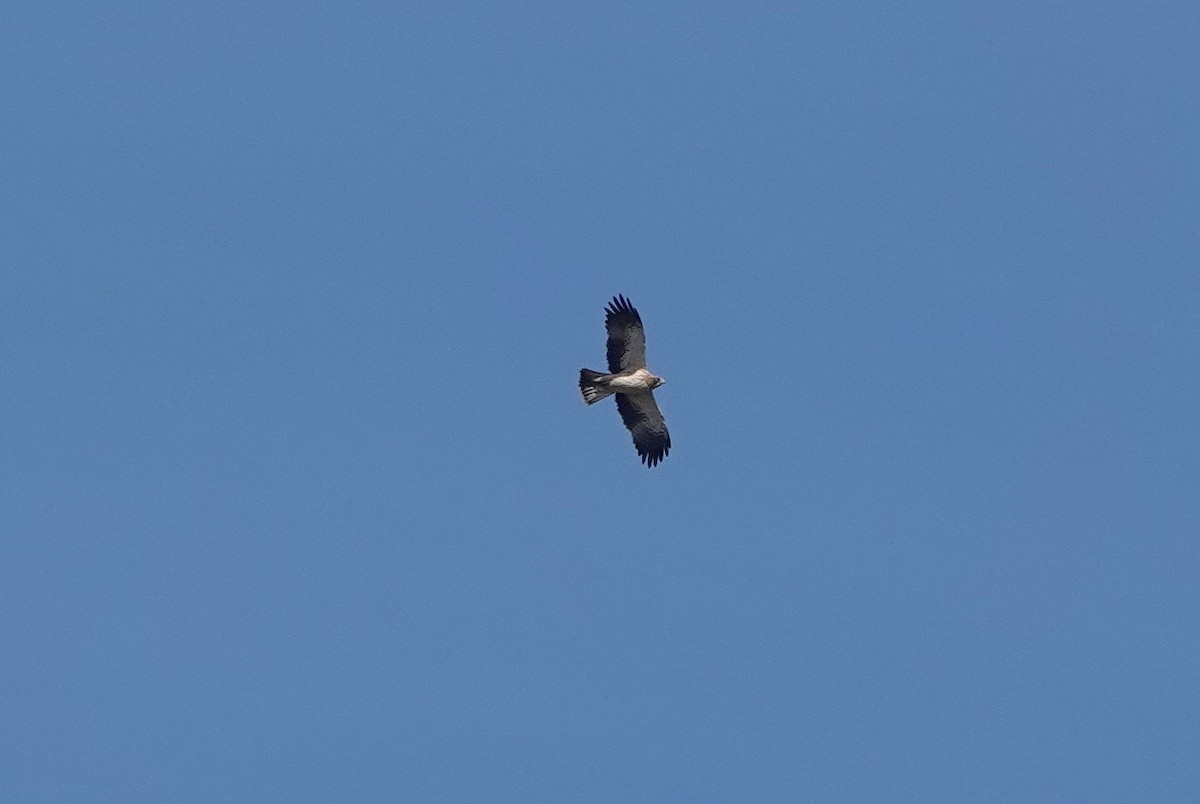 עיט גמדי - ML652688778