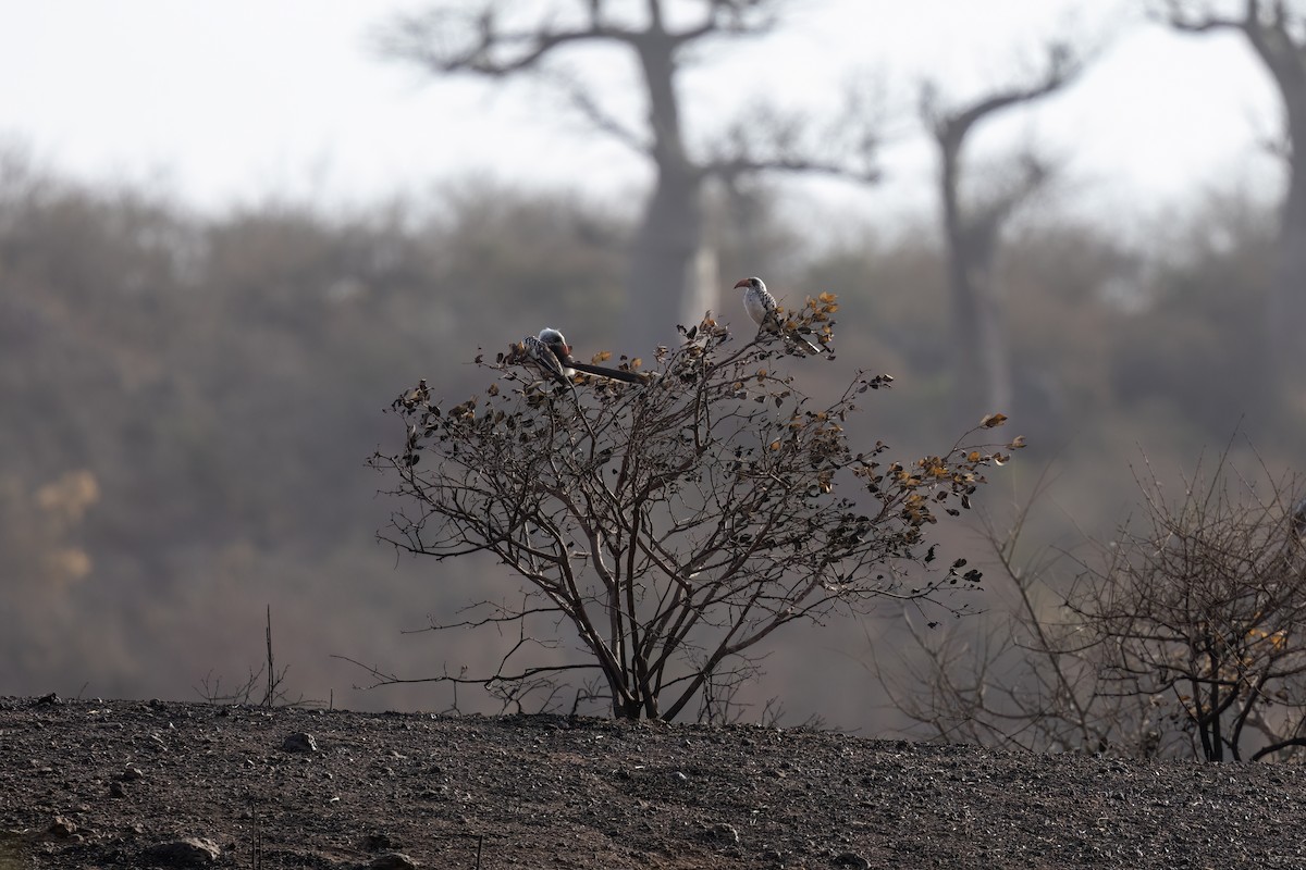 Calao de Kemp - ML652688787
