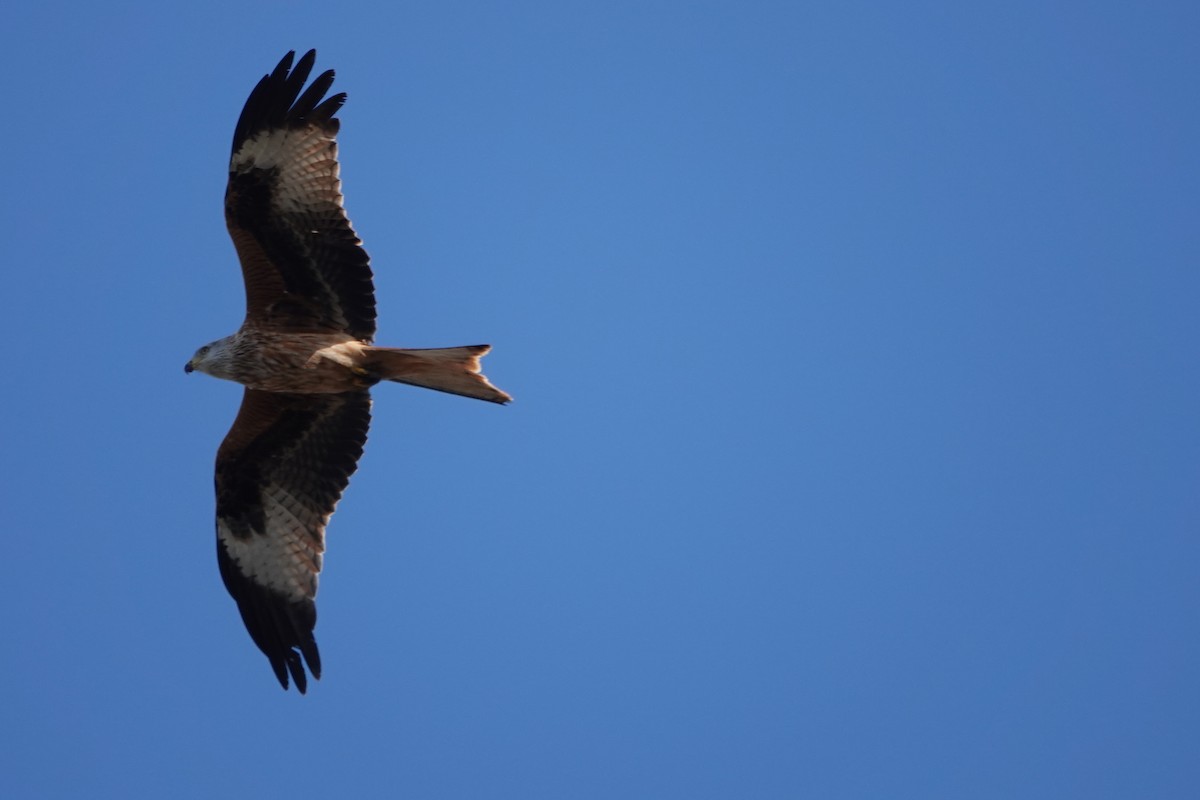 דיה אדומה - ML652688796