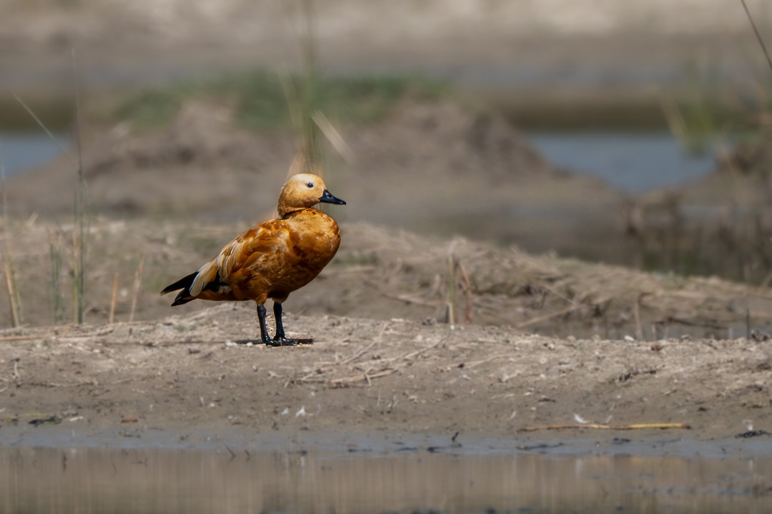 瀆鳧 - ML652688819