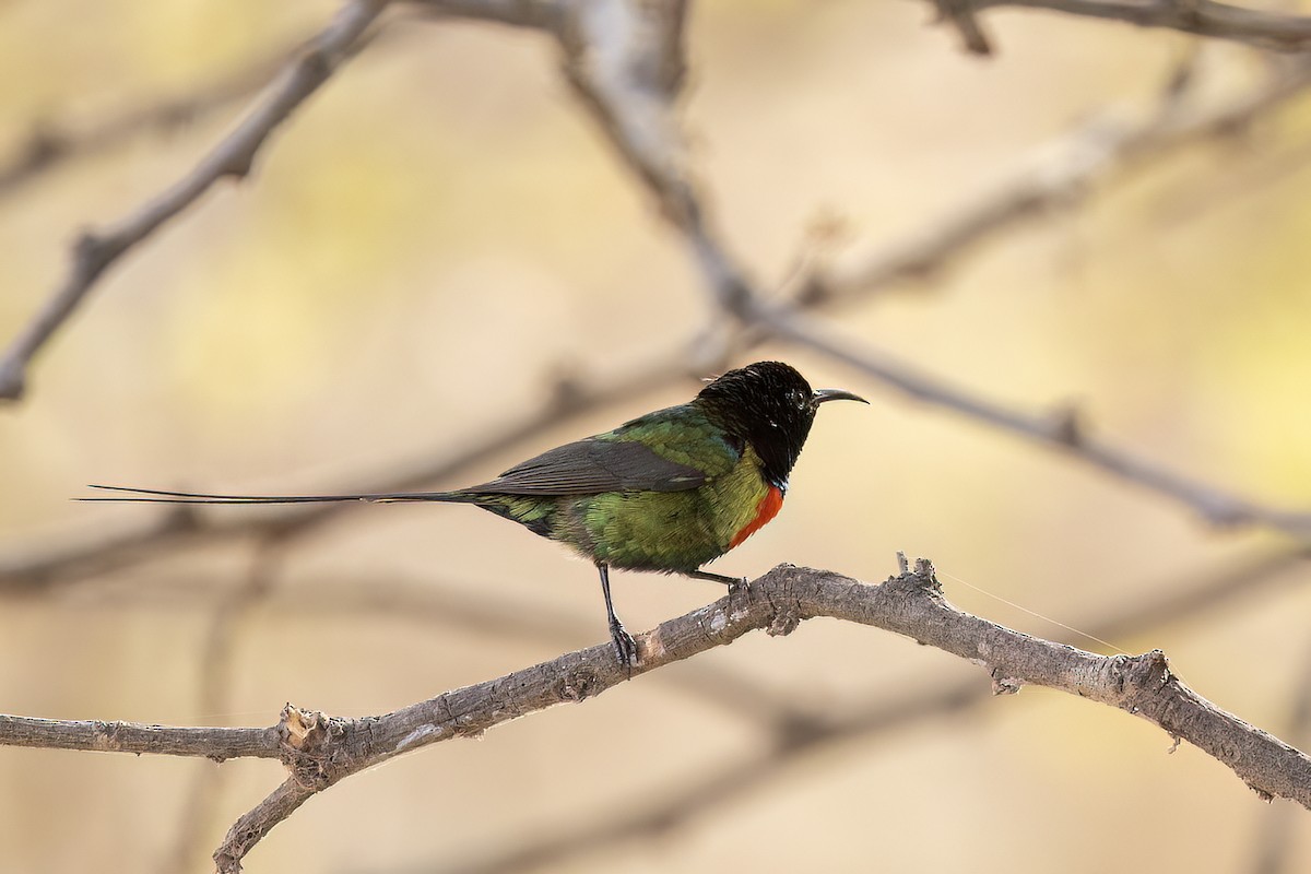 Souimanga à longue queue - ML652688825