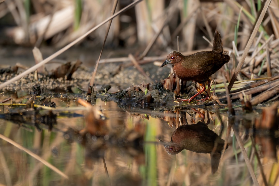 緋秧雞 - ML652688826