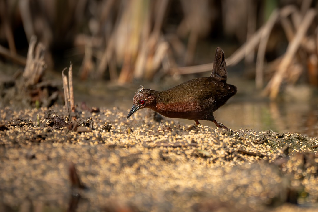 緋秧雞 - ML652688827