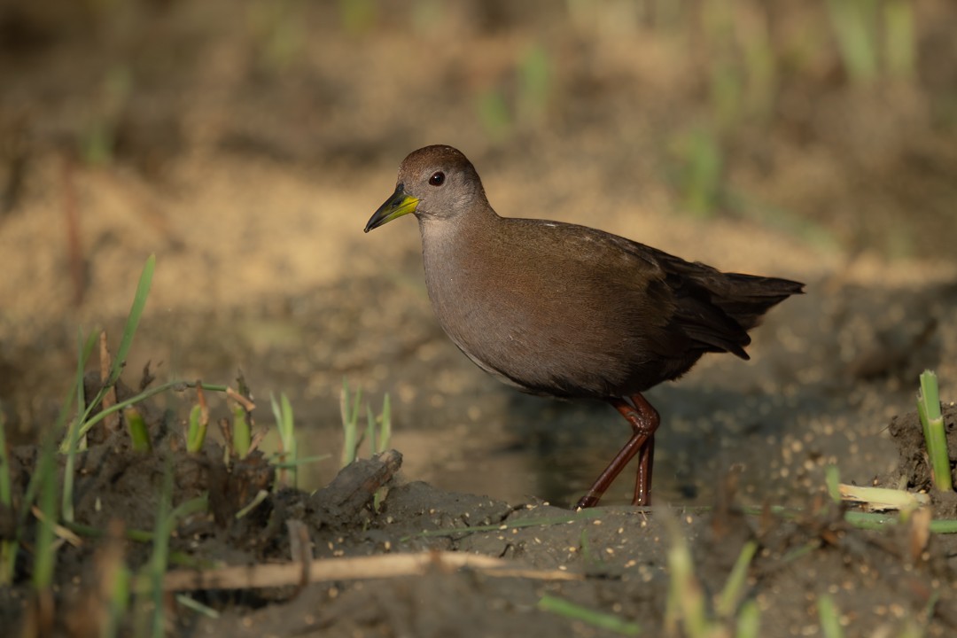 紅腳苦惡鳥 - ML652688829