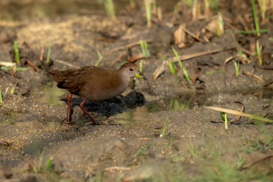 紅腳苦惡鳥 - ML652688830