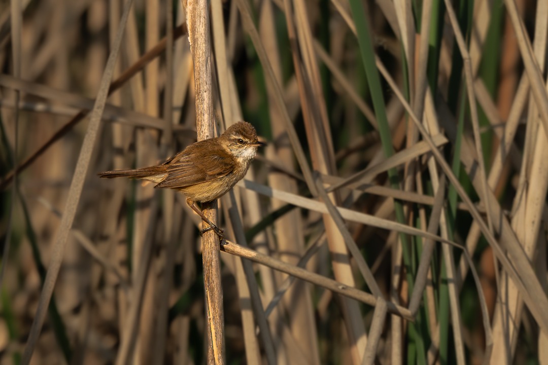 稻田葦鶯 - ML652688836